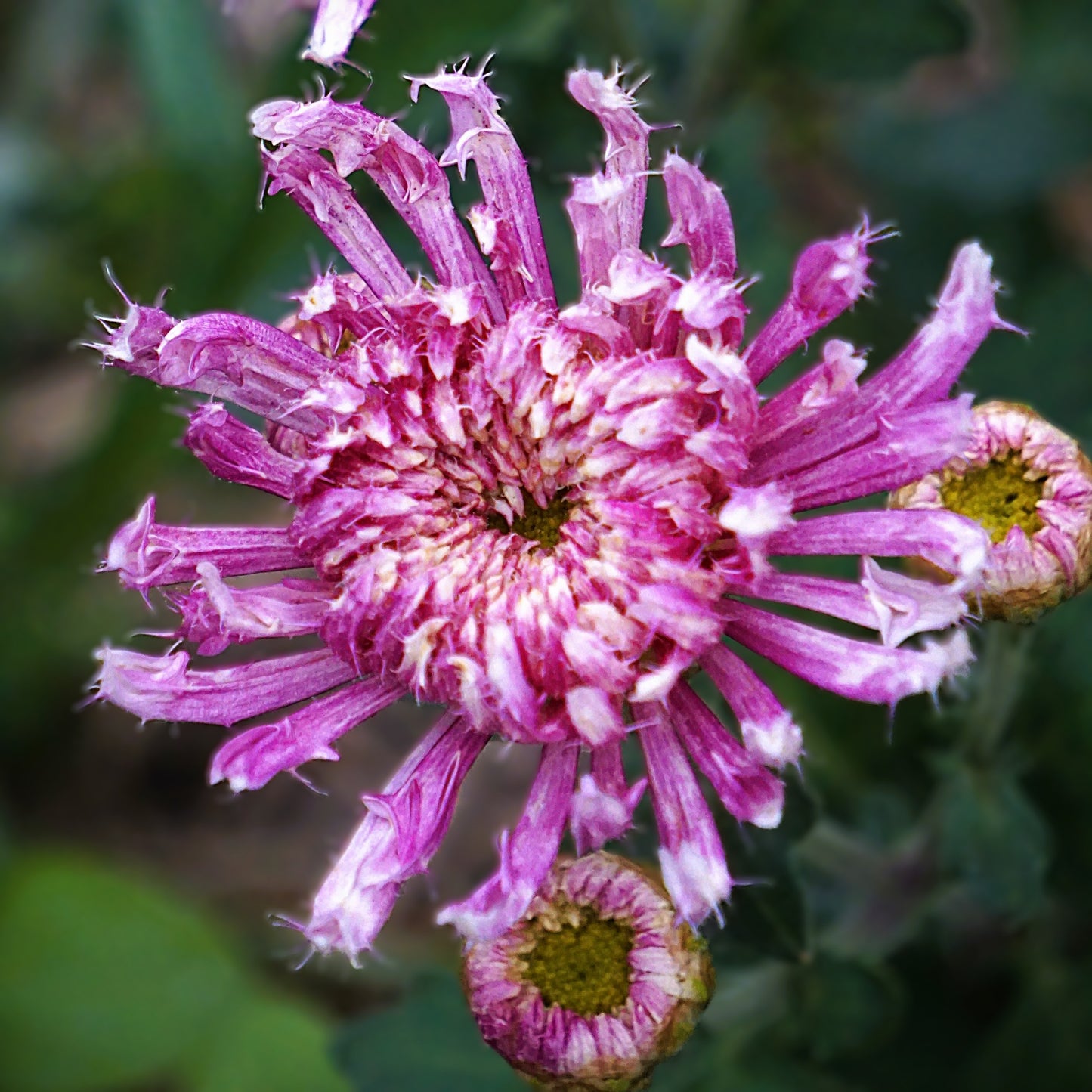 Chrysanthemum Flower Arrangements