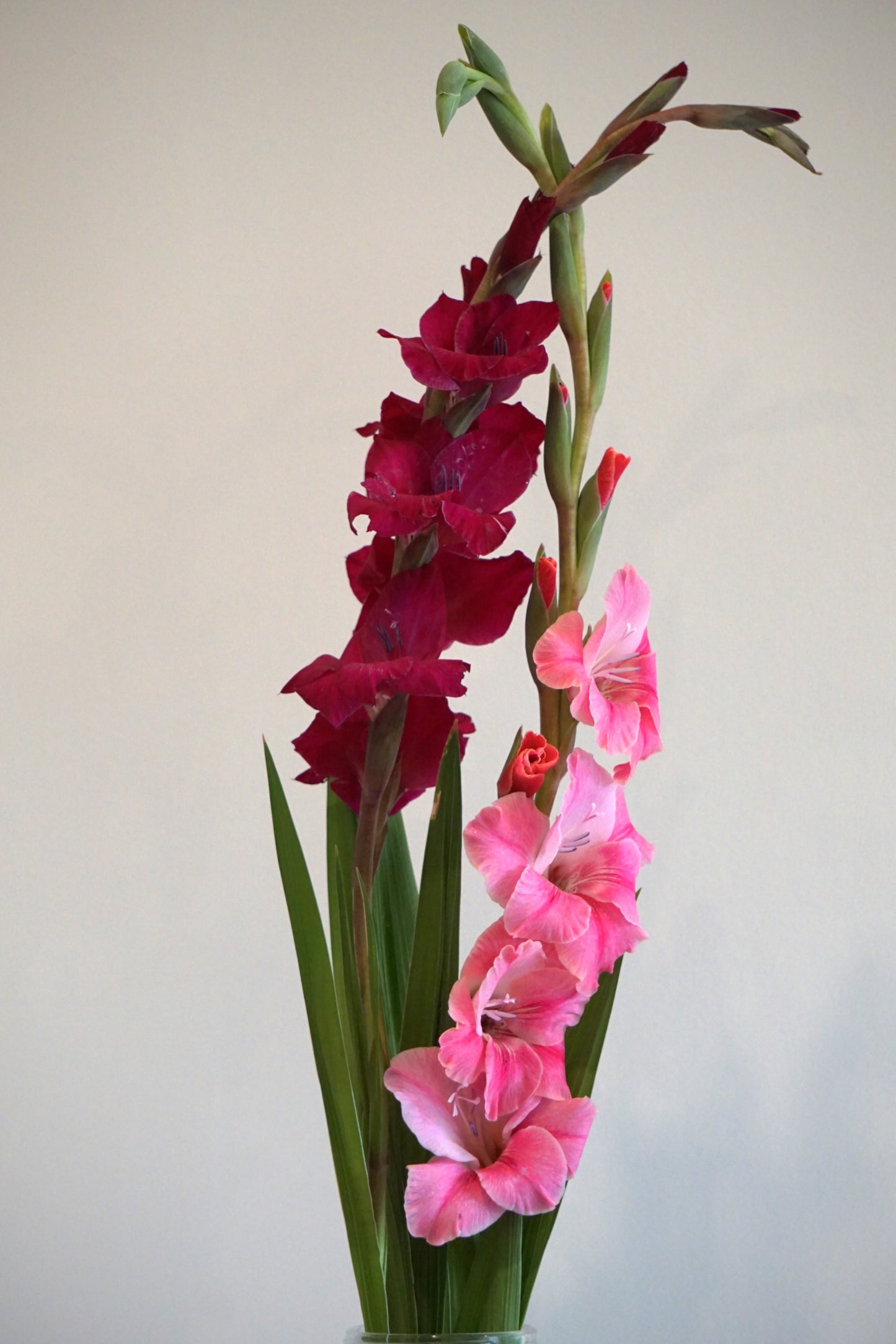Pink Gladioli Stems