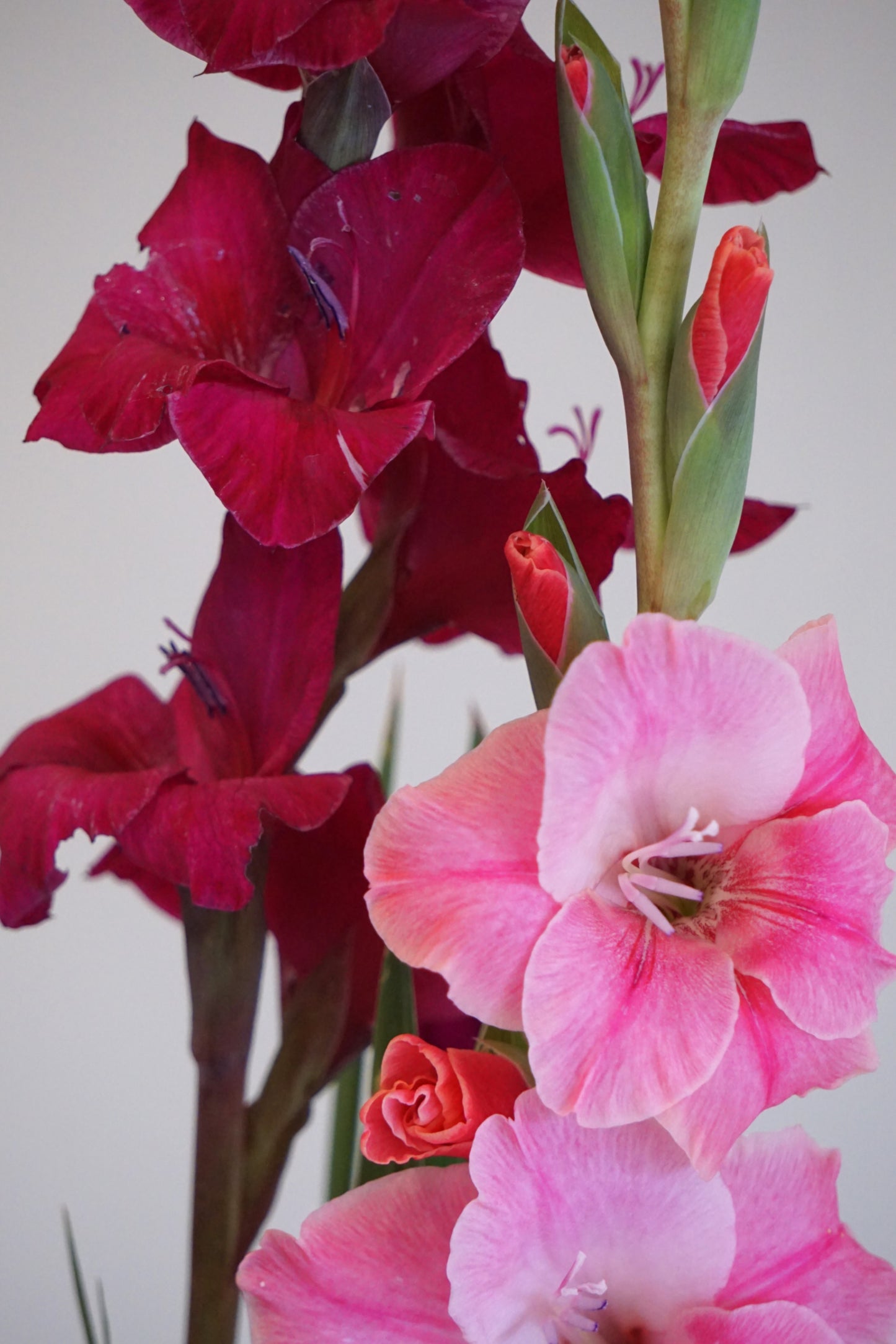 Pink Gladioli Stems