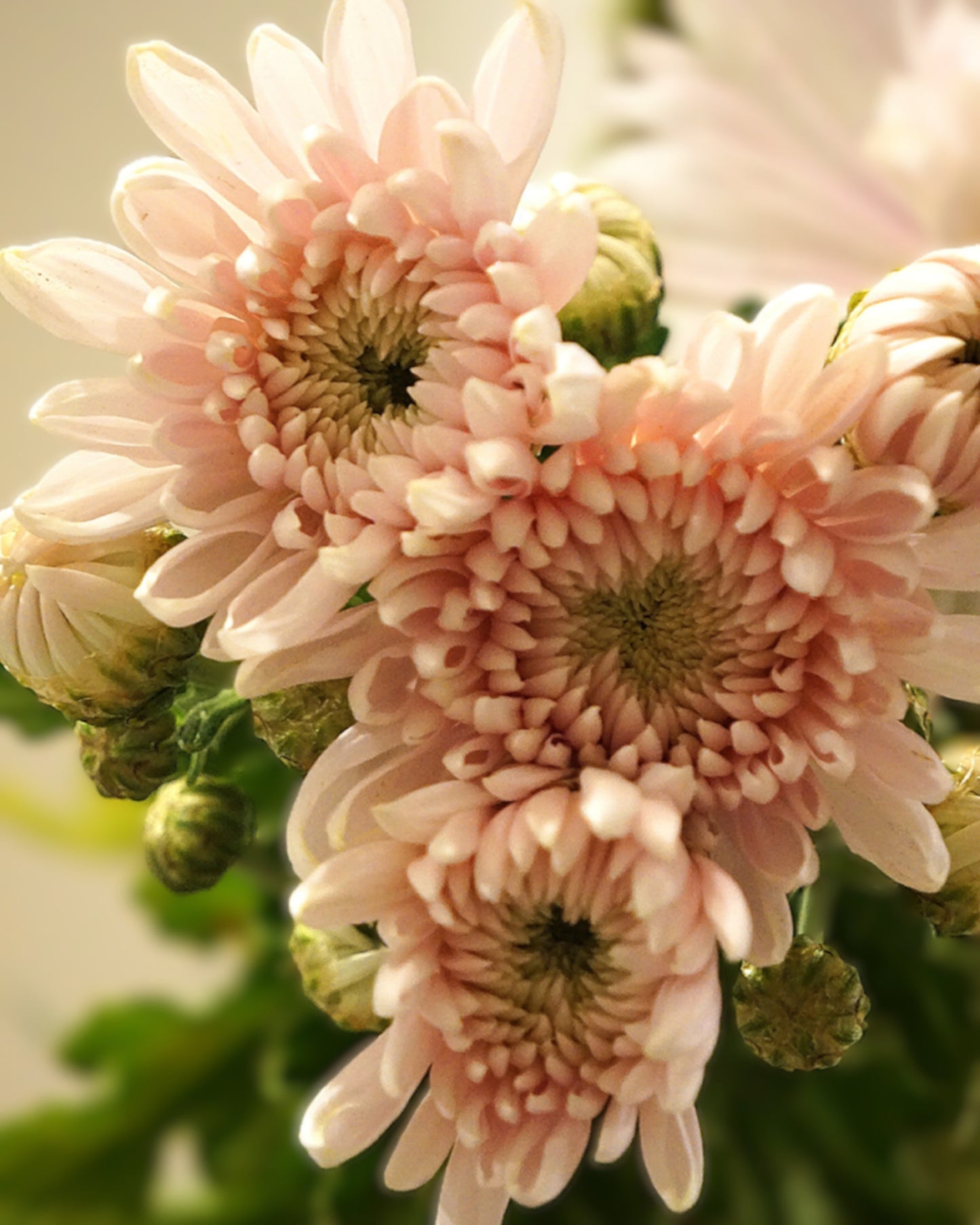 Chrysanthemum Flower Arrangements