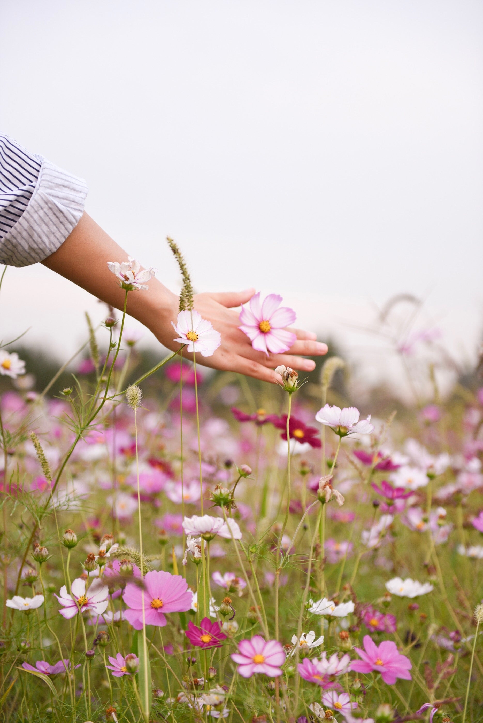 australian wildflower seeds Australian Wildflower Seed Mix