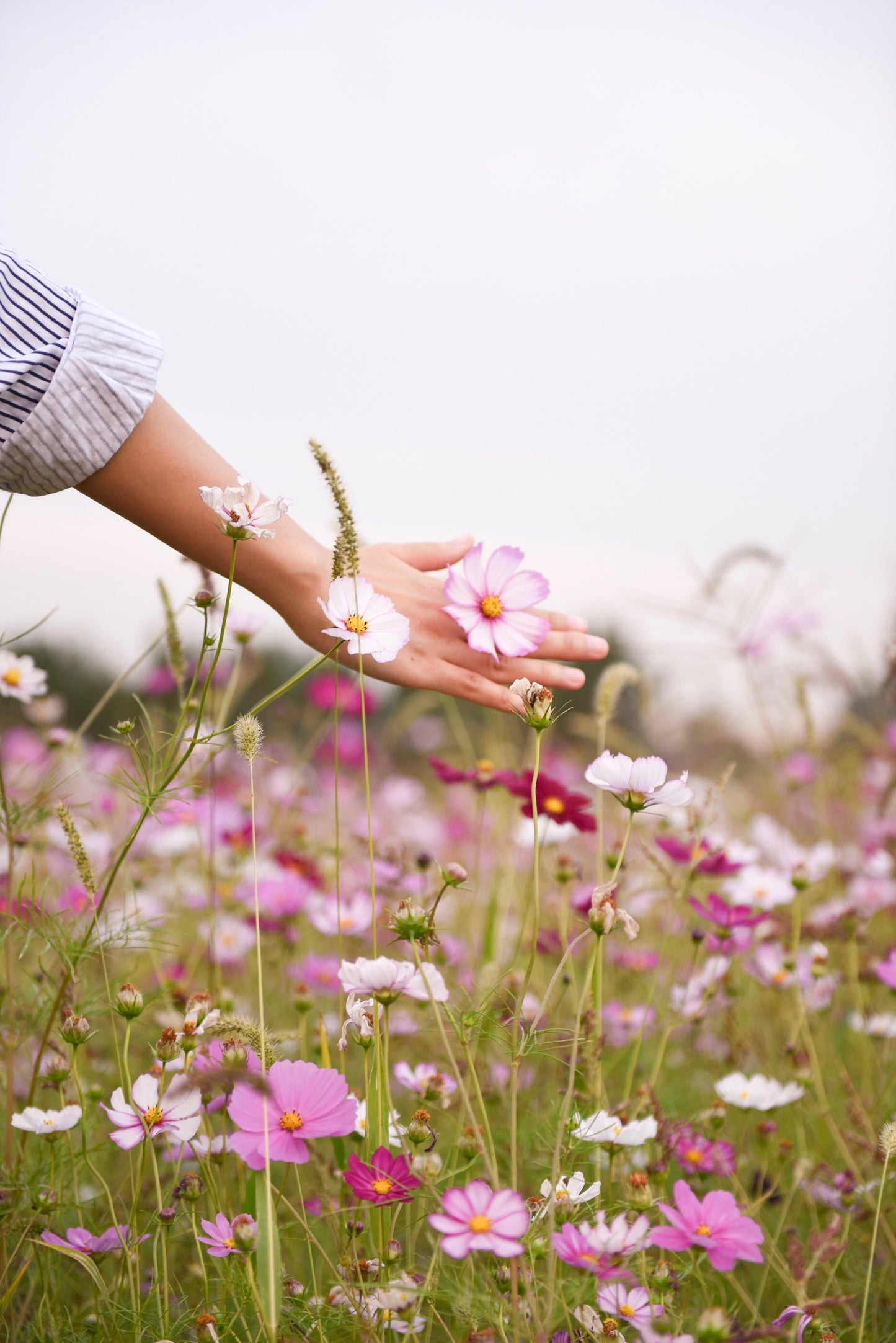 Australian Wildflower Seed Mix | Bee Kind