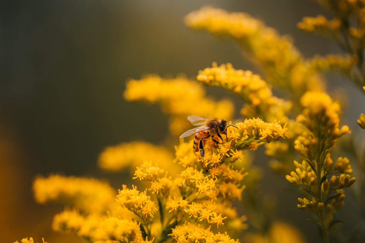 Australian Wildflower Seed Mix | Bee Kind