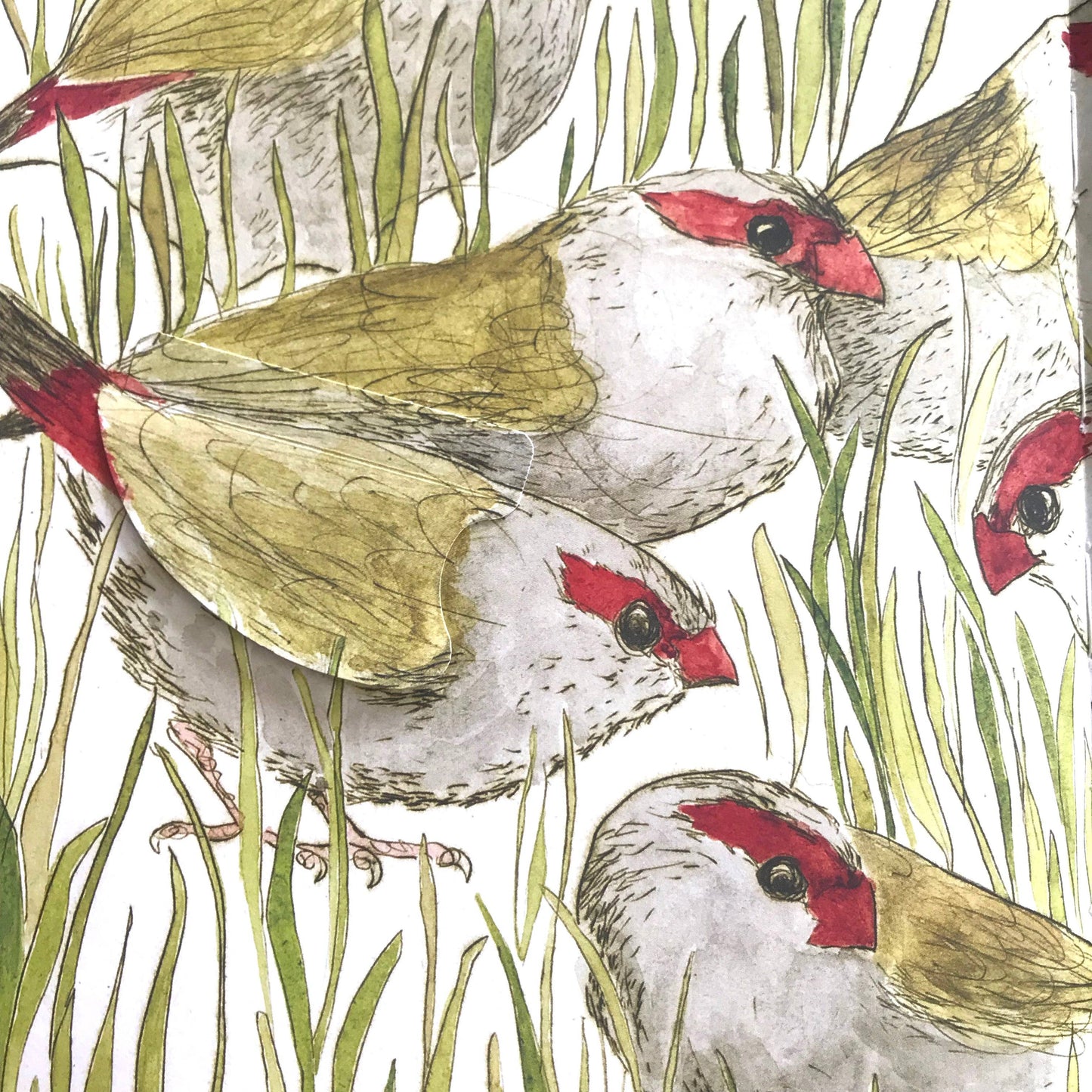 The Bush Birds - Children's Lift The Flap Book