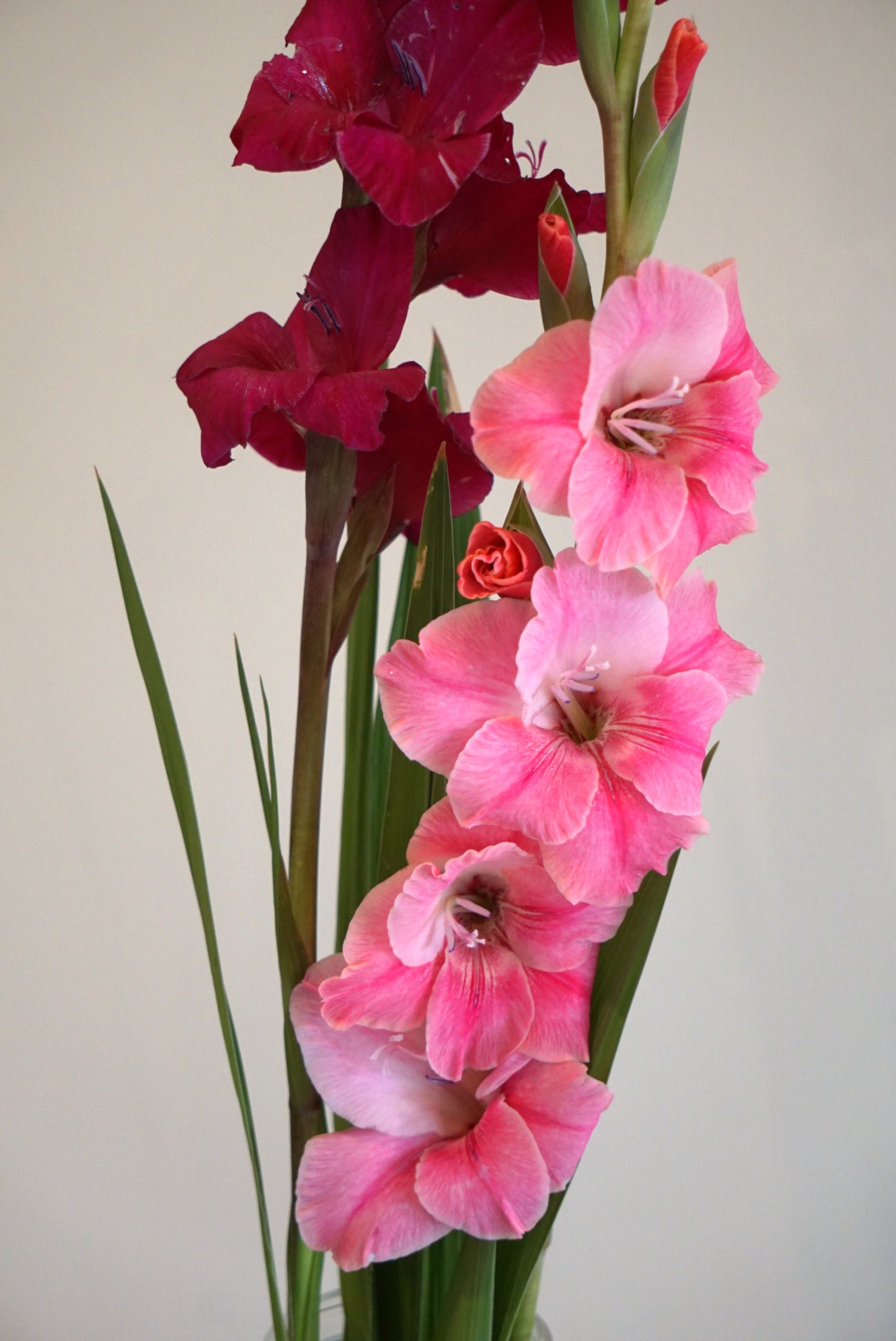 Pink Gladioli Stems