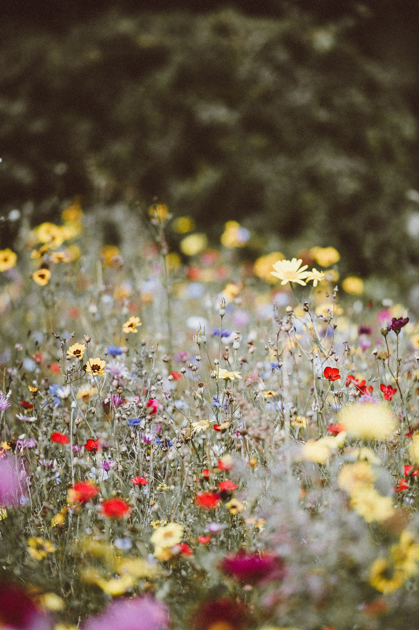 BEE KIND AUSTRALIAN NATIVE WILDFLOWER MIX image 0